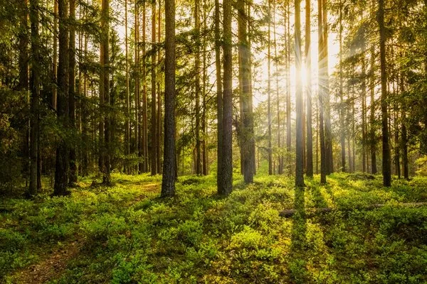 120 Powerful Quotes on Nature’s Beauty, Creativity, and Life’s Wisdom 2