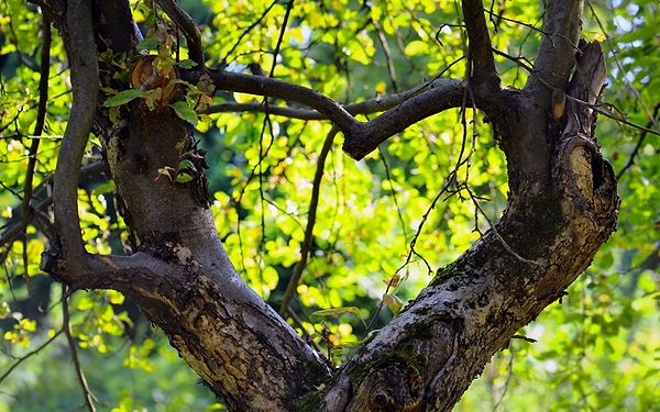 120 Powerful Quotes on Nature’s Beauty, Creativity, and Life’s Wisdom