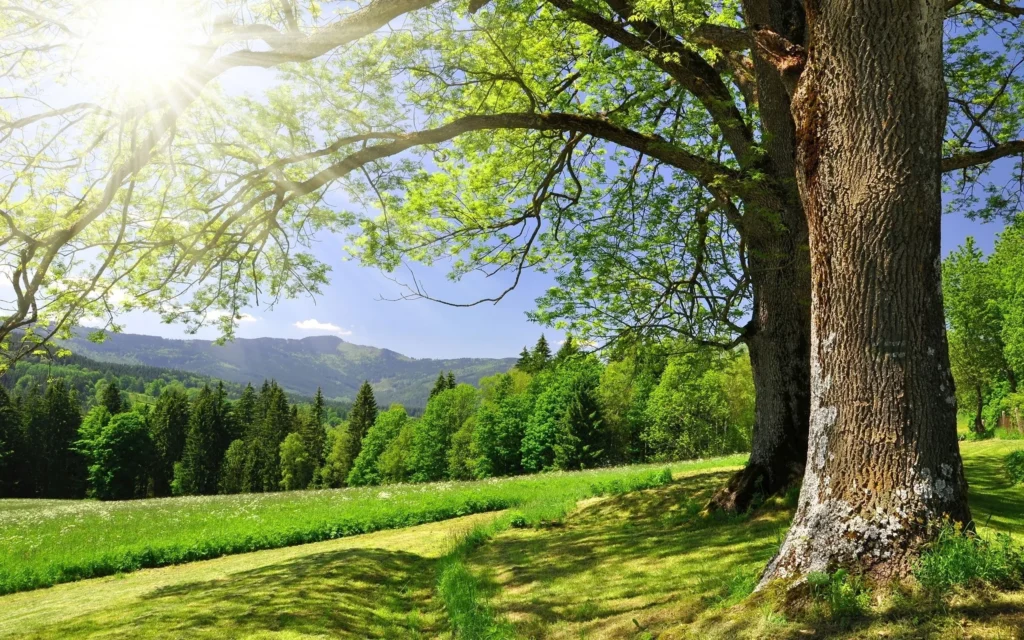 120 Powerful Quotes on Nature’s Beauty, Creativity, and Life’s Wisdom