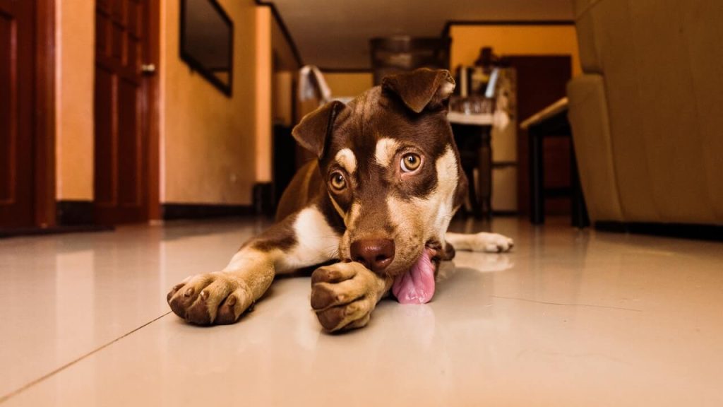 Why Do Dogs Lick Their Paws Unveiling the Truth Behind the Behavior 2