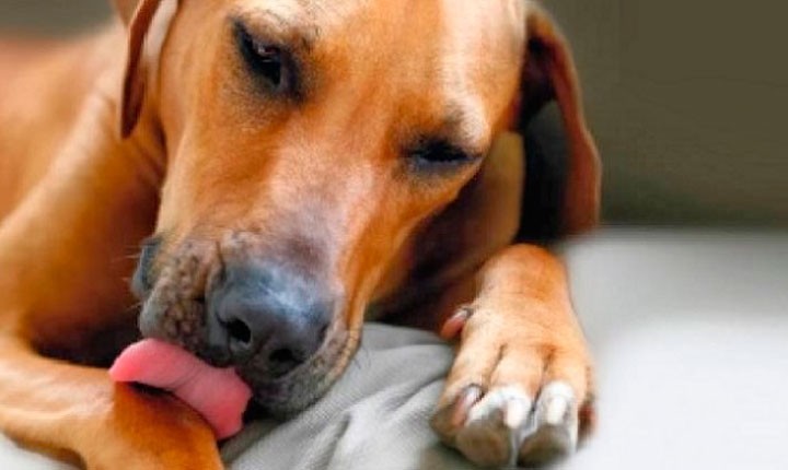Why Do Dogs Lick Their Paws Unveiling the Truth Behind the Behavior 3