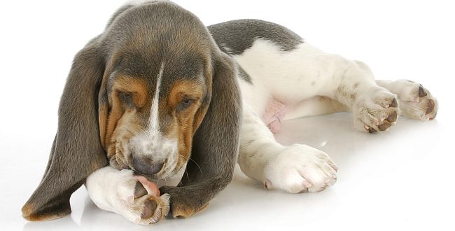 Why Do Dogs Lick Their Paws Unveiling the Truth Behind the Behavior 4